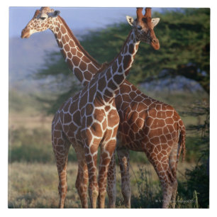Reticulated Giraffe 2 Tile
