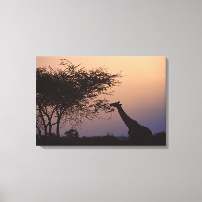 Reticulated Giraffe Canvas Print (Front)