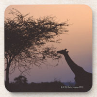 Reticulated Giraffe