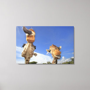 Reticulated Giraffe (Giraffa camelopardalis) 2 Canvas Print