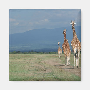 Reticulated Giraffe (Giraffa camelopardalis) 2 Magnet