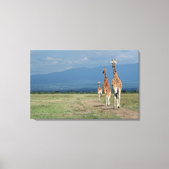 Reticulated Giraffe (Giraffa camelopardalis) 3 Canvas Print (Front)