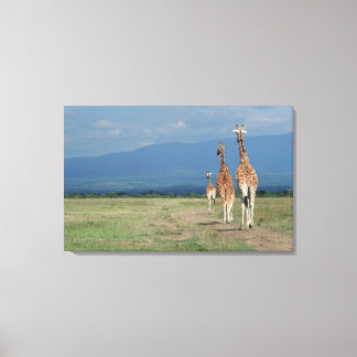 Reticulated Giraffe (Giraffa camelopardalis) 3 Canvas Print