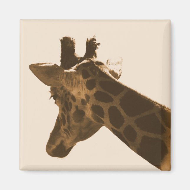 reticulated giraffe in sepia magnet (Front)