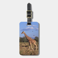 Reticulated Giraffe
