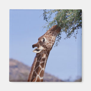 Reticulated Giraffe Magnet
