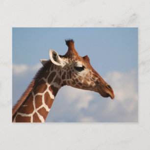 Reticulated Giraffe Portrait Postcard