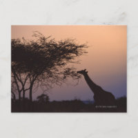 Reticulated Giraffe