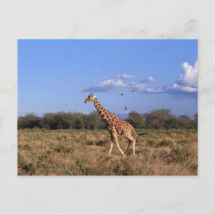 Reticulated Giraffe Postcard