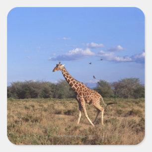 Reticulated Giraffe Square Sticker