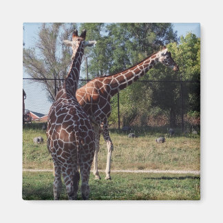 Reticulated Giraffes Magnet