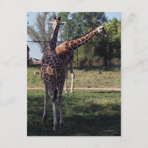 Reticulated Giraffes Postcard