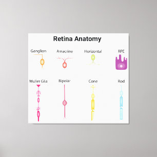Retina Anatomy Canvas Print