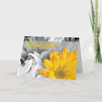 Retired Nurses Day Golden Gerbera Daisy on Black