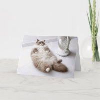 Retirement Ragdoll Cat Cooling Off by a Fan