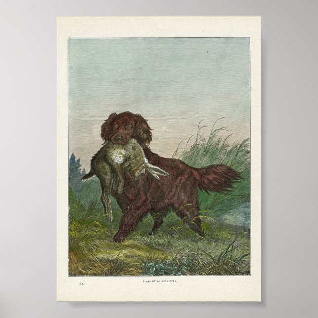 Retriever Hunting Dog Poster (Front)