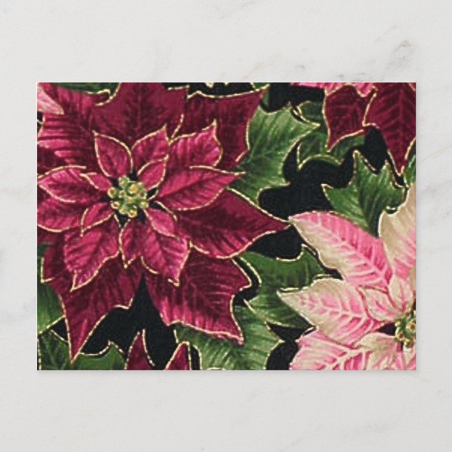 Retro 50s Poinsettia Burgundy Pink Postcard (Front)