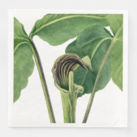 RETRO BOTANICAL ILLUSTRATION: JACK IN THE PULPIT 
