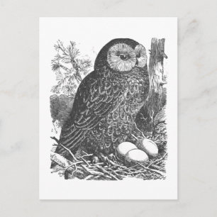 Retro brooding owl drawing postcard
