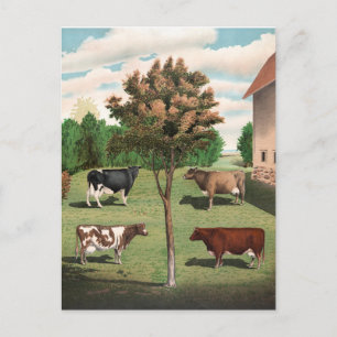 Retro Cows Postcard