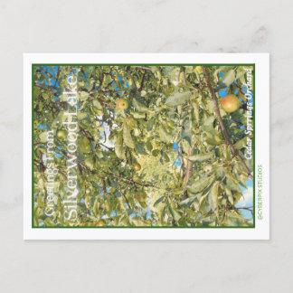 Retro “Greetings From Silverwood Lake” Postcard
