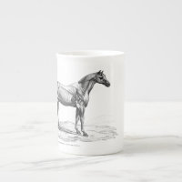 Retro horse muscle anatomy picture