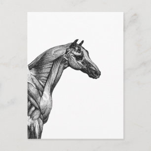 Retro horse muscle anatomy picture postcard