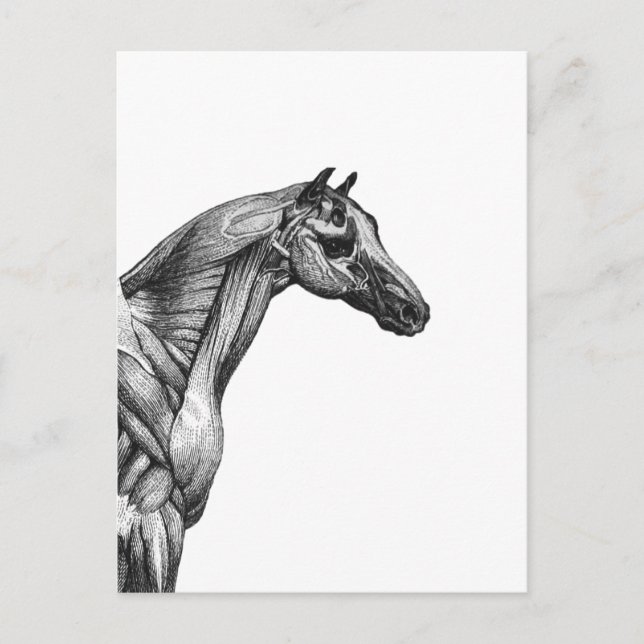 Retro horse muscle anatomy picture postcard (Front)