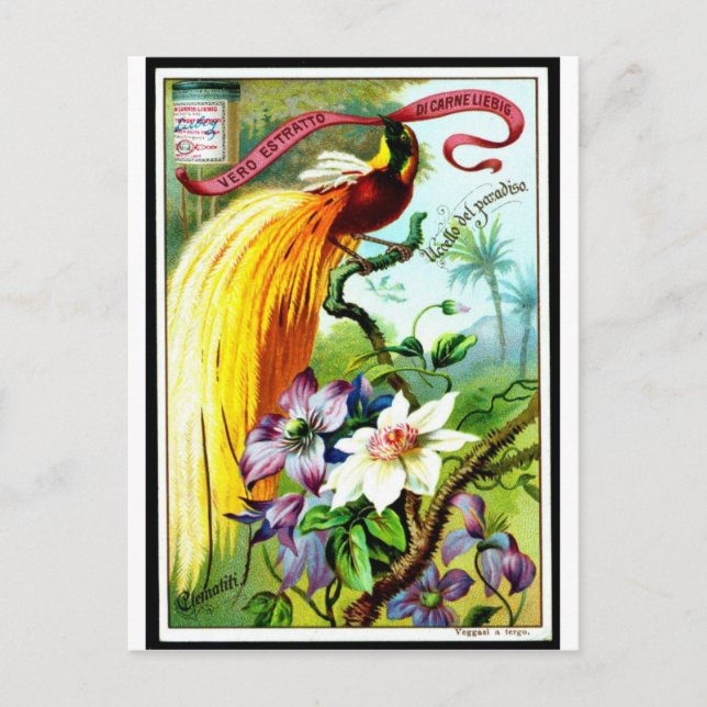 Retro Paradise Bird Postacard Postcard (Front)