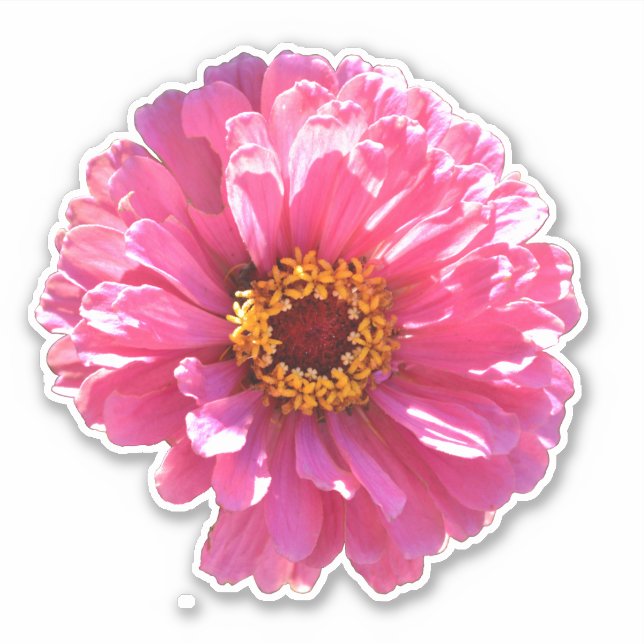 retro pink floral pink flower Pink Daisy sunflower (Front)