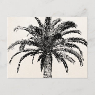 Retro Tropical Island Palm Tree in Black and White Postcard