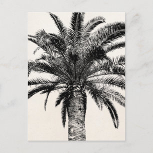 Retro Tropical Island Palm Tree in Black and White Postcard