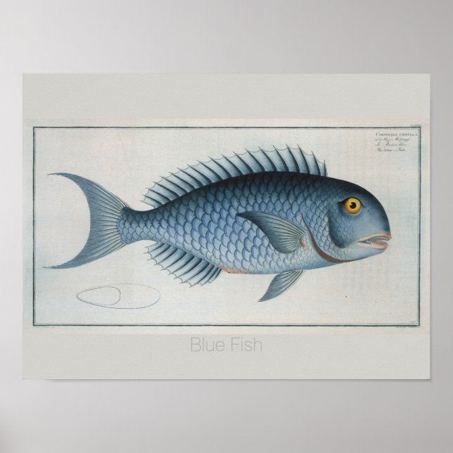 Retro Vintage Blue Fish Drawing  Poster (Front)