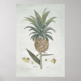 Retro Vintage Botanical Pineapple Drawing Poster