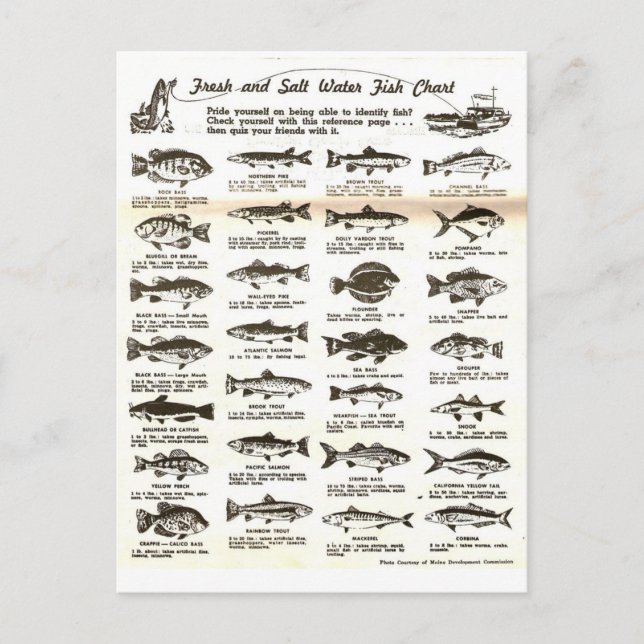 Retro Vintage Men's Fishing Chart - Postcard (Front)