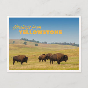 Retro Yellowstone Greetings Bison Grazing Blank Postcard