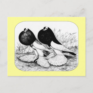 Reversewing Pouter Pigeons Postcard