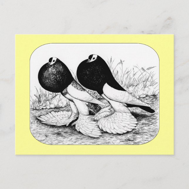 Reversewing Pouter Pigeons Postcard (Front)