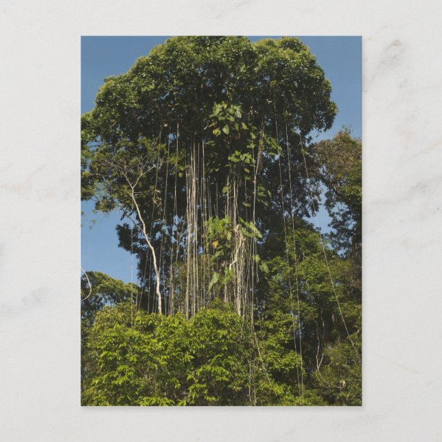 Rewa River edge Rainforest Guyana Postcard (Front)