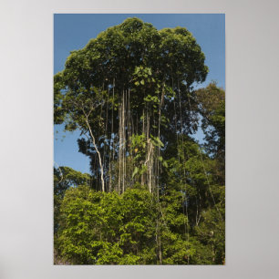 Rewa River edge Rainforest Guyana Poster