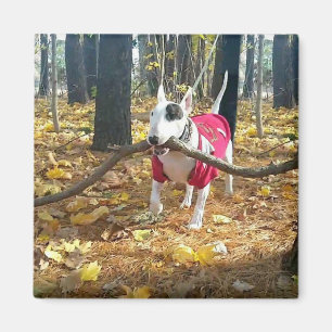 Rex Autumn stick of the day Magnet