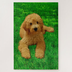 Rex The Goldendoodle Puzzle