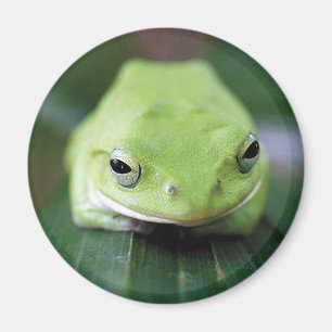 Rhacophorus schlegelii magnet