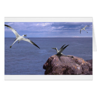 Rhamphorhynchus Blank Card