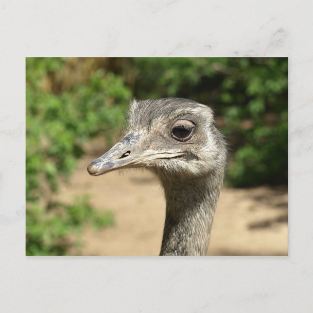 Rhea bird portrait postcard (Front)
