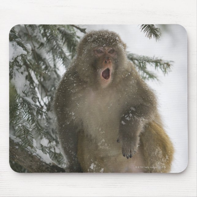 Rhesus Macaque monkey (Macaca mulatta) sitting Mouse Pad (Front)