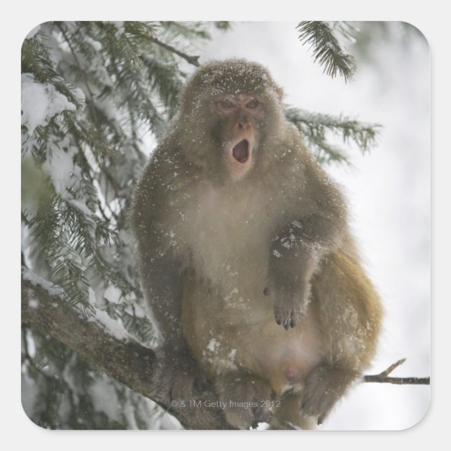 Rhesus Macaque monkey (Macaca mulatta) sitting Square Sticker (Front)