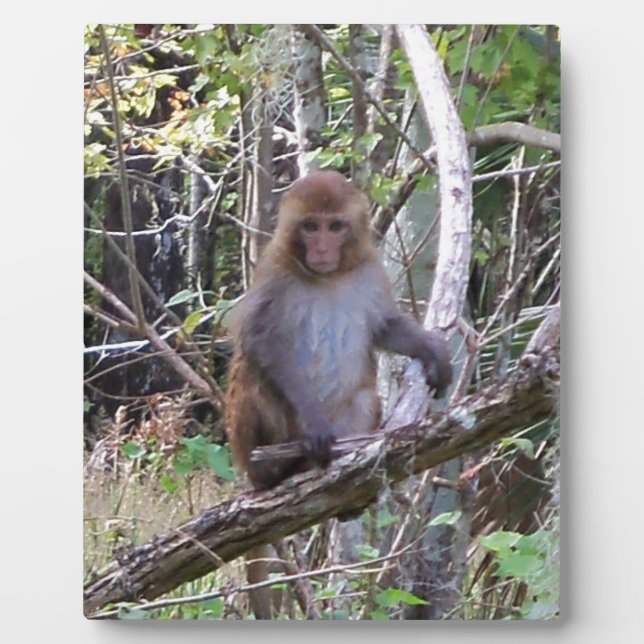 rhesus macaque monkey plaque (Front)