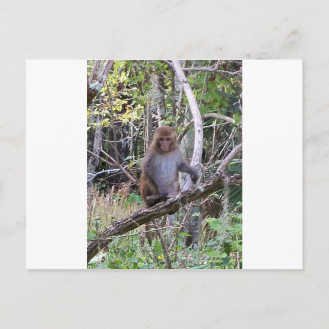 rhesus macaque monkey postcard (Front)