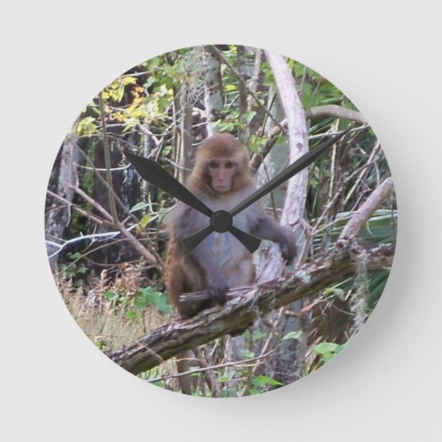 rhesus macaque monkey round clock (Front)